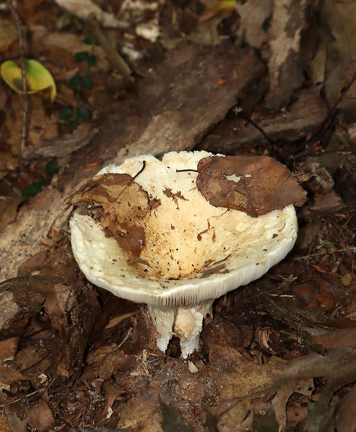 Milkcap - Lactarius sp. or Lactifluus sp. This mushroom was fairly large with a sunken cap. Latex was white and copious.<br />
<br />
Habitat: Mixed forest<br />
<figure class="photo"><a href="https://www.jungledragon.com/image/112851/milkcap_-_lactarius_sp._or_lactifluus_sp.html" title="Milkcap - Lactarius sp. or Lactifluus sp."><img src="https://s3.amazonaws.com/media.jungledragon.com/images/3232/112851_thumb.jpg?AWSAccessKeyId=05GMT0V3GWVNE7GGM1R2&Expires=1759968010&Signature=8JdUtegi206gZc%2FexyDaKwazzqk%3D" width="102" height="152" alt="Milkcap - Lactarius sp. or Lactifluus sp. This mushroom was fairly large with a sunken cap. Latex was white and copious.<br />
<br />
Habitat: Mixed forest<br />
https://www.jungledragon.com/image/112856/milkcap_-_lactarius_sp._or_lactifluus_sp.html Geotagged,Summer,United States,fungus,milkcap,mushroom" /></a></figure> Geotagged,Summer,United States