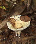 Milkcap - Lactarius sp. or Lactifluus sp. This mushroom was fairly large with a sunken cap. Latex was white and copious.<br />
<br />
Habitat: Mixed forest<br />
https://www.jungledragon.com/image/112851/milkcap_-_lactarius_sp._or_lactifluus_sp.html Geotagged,Summer,United States