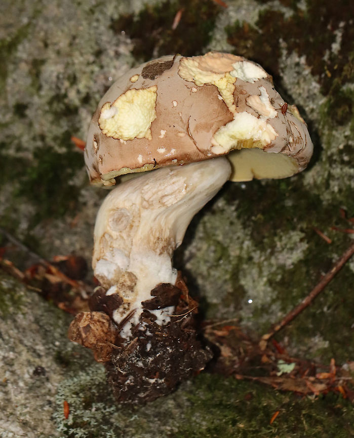 Pale Bolete - Imleria pallida Habitat: Mixed forest<br />
<figure class="photo"><a href="https://www.jungledragon.com/image/112858/pale_bolete_-_imleria_pallida.html" title="Pale Bolete - Imleria pallida"><img src="https://s3.amazonaws.com/media.jungledragon.com/images/3232/112858_thumb.jpg?AWSAccessKeyId=05GMT0V3GWVNE7GGM1R2&Expires=1767225610&Signature=qCkW6BgBWYISdqaFJkLOw%2BNwo5A%3D" width="200" height="186" alt="Pale Bolete - Imleria pallida Habitat: Mixed forest<br />
https://www.jungledragon.com/image/112857/pale_bolete_-_imleria_pallida.html Geotagged,Imleria pallida,Imleria pallidus,Summer,United States" /></a></figure> Geotagged,Imleria pallida,Imleria pallidus,Summer,United States. Imleria,bolete,fungus,mushroom