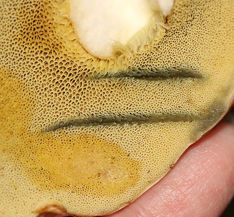 Pale Bolete - Imleria pallida Habitat: Mixed forest
https://www.jungledragon.com/image/112857/pale_bolete_-_imleria_pallida.html Geotagged,Imleria pallida,Imleria pallidus,Summer,United States