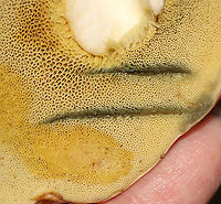 Pale Bolete - Imleria pallida Habitat: Mixed forest<br />
https://www.jungledragon.com/image/112857/pale_bolete_-_imleria_pallida.html Geotagged,Imleria pallida,Imleria pallidus,Summer,United States