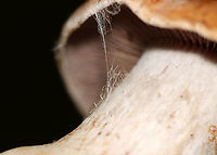 Webcap - Cortinarius sp. Habitat: Mixed forest<br />
https://www.jungledragon.com/image/112861/webcap_-_cortinarius_sp.html<br />
https://www.jungledragon.com/image/112860/webcap_-_cortinarius_sp.html Cortinarius,Geotagged,Summer,United States,fungus,mushroom,webcap