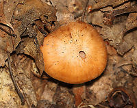 Webcap - Cortinarius sp. Habitat: Mixed forest<br />
https://www.jungledragon.com/image/112859/webcap_-_cortinarius_sp.html<br />
https://www.jungledragon.com/image/112861/webcap_-_cortinarius_sp.html Geotagged,Summer,United States