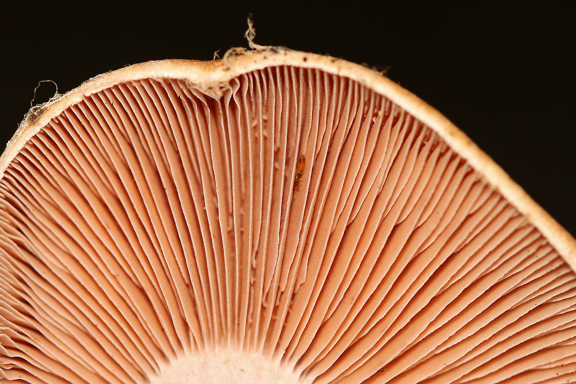 Webcap - Cortinarius sp. Habitat: Mixed forest<br />
<figure class="photo"><a href="https://www.jungledragon.com/image/112859/webcap_-_cortinarius_sp.html" title="Webcap - Cortinarius sp."><img src="https://s3.amazonaws.com/media.jungledragon.com/images/3232/112859_thumb.jpg?AWSAccessKeyId=05GMT0V3GWVNE7GGM1R2&Expires=1769040010&Signature=EreKWwlHaAmduv0FgJsXKAxC6Us%3D" width="200" height="144" alt="Webcap - Cortinarius sp. Habitat: Mixed forest<br />
https://www.jungledragon.com/image/112861/webcap_-_cortinarius_sp.html<br />
https://www.jungledragon.com/image/112860/webcap_-_cortinarius_sp.html Cortinarius,Geotagged,Summer,United States,fungus,mushroom,webcap" /></a></figure><br />
<figure class="photo"><a href="https://www.jungledragon.com/image/112860/webcap_-_cortinarius_sp.html" title="Webcap - Cortinarius sp."><img src="https://s3.amazonaws.com/media.jungledragon.com/images/3232/112860_thumb.jpg?AWSAccessKeyId=05GMT0V3GWVNE7GGM1R2&Expires=1769040010&Signature=m8PgcwykL%2FB9BHFQKRgIm5mUDLI%3D" width="200" height="158" alt="Webcap - Cortinarius sp. Habitat: Mixed forest<br />
https://www.jungledragon.com/image/112859/webcap_-_cortinarius_sp.html<br />
https://www.jungledragon.com/image/112861/webcap_-_cortinarius_sp.html Geotagged,Summer,United States" /></a></figure> Geotagged,Summer,United States