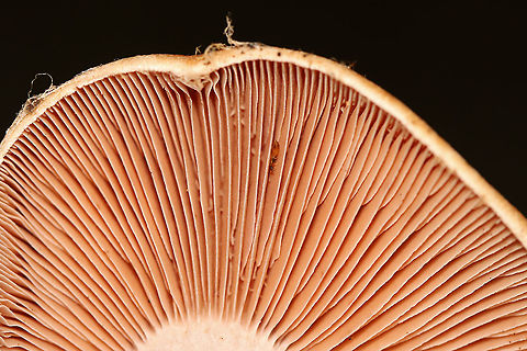 Webcap - Cortinarius sp. Habitat: Mixed forest
https://www.jungledragon.com/image/112859/webcap_-_cortinarius_sp.html
https://www.jungledragon.com/image/112860/webcap_-_cortinarius_sp.html Geotagged,Summer,United States