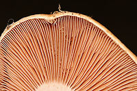 Webcap - Cortinarius sp. Habitat: Mixed forest<br />
https://www.jungledragon.com/image/112859/webcap_-_cortinarius_sp.html<br />
https://www.jungledragon.com/image/112860/webcap_-_cortinarius_sp.html Geotagged,Summer,United States