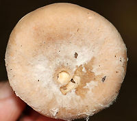 Moldy Lactarius sp.? I think the white stuff on the cap was mold. Latex was scant and clear-ish.<br />
<br />
Habitat: Mixed forest<br />
https://www.jungledragon.com/image/112864/moldy_lactarius_sp.html<br />
https://www.jungledragon.com/image/112863/moldy_lactarius_sp.html Geotagged,Lactarius,Summer,United States,fungus,milkcap,mushroom