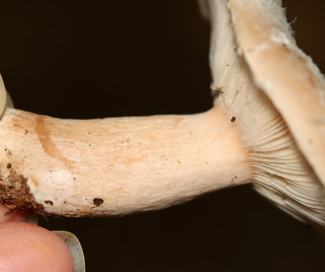 Moldy Lactarius sp.? I think the white stuff on the cap was mold. Latex was scant and clear-ish.<br />
<br />
Habitat: Mixed forest<br />
<figure class="photo"><a href="https://www.jungledragon.com/image/112862/moldy_lactarius_sp.html" title="Moldy Lactarius sp.?"><img src="https://s3.amazonaws.com/media.jungledragon.com/images/3232/112862_thumb.jpg?AWSAccessKeyId=05GMT0V3GWVNE7GGM1R2&Expires=1769040010&Signature=f%2B689y2RucYmhDyA6ZZ%2FluZOr48%3D" width="200" height="178" alt="Moldy Lactarius sp.? I think the white stuff on the cap was mold. Latex was scant and clear-ish.<br />
<br />
Habitat: Mixed forest<br />
https://www.jungledragon.com/image/112864/moldy_lactarius_sp.html<br />
https://www.jungledragon.com/image/112863/moldy_lactarius_sp.html Geotagged,Lactarius,Summer,United States,fungus,milkcap,mushroom" /></a></figure><br />
<figure class="photo"><a href="https://www.jungledragon.com/image/112864/moldy_lactarius_sp.html" title="Moldy Lactarius sp.?"><img src="https://s3.amazonaws.com/media.jungledragon.com/images/3232/112864_thumb.jpg?AWSAccessKeyId=05GMT0V3GWVNE7GGM1R2&Expires=1769040010&Signature=AqO%2Fw6b6gW1X2%2FLooY%2F18OY9FaM%3D" width="200" height="154" alt="Moldy Lactarius sp.? I think the white stuff on the cap was mold. Latex was scant and clear-ish.<br />
<br />
Habitat: Mixed forest<br />
https://www.jungledragon.com/image/112862/moldy_lactarius_sp.html<br />
https://www.jungledragon.com/image/112863/moldy_lactarius_sp.html Geotagged,Summer,United States" /></a></figure> Geotagged,Summer,United States