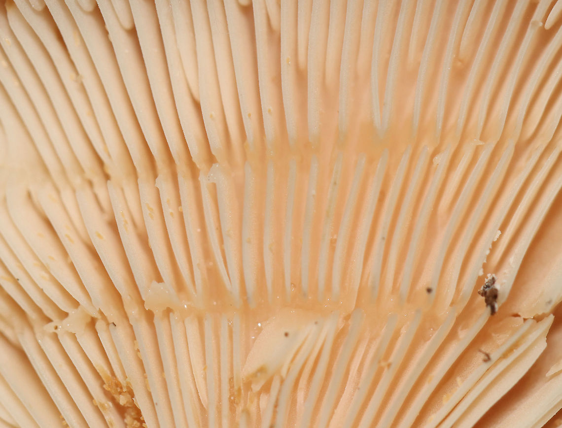Moldy Lactarius sp.? I think the white stuff on the cap was mold. Latex was scant and clear-ish.<br />
<br />
Habitat: Mixed forest<br />
<figure class="photo"><a href="https://www.jungledragon.com/image/112862/moldy_lactarius_sp.html" title="Moldy Lactarius sp.?"><img src="https://s3.amazonaws.com/media.jungledragon.com/images/3232/112862_thumb.jpg?AWSAccessKeyId=05GMT0V3GWVNE7GGM1R2&Expires=1769040010&Signature=f%2B689y2RucYmhDyA6ZZ%2FluZOr48%3D" width="200" height="178" alt="Moldy Lactarius sp.? I think the white stuff on the cap was mold. Latex was scant and clear-ish.<br />
<br />
Habitat: Mixed forest<br />
https://www.jungledragon.com/image/112864/moldy_lactarius_sp.html<br />
https://www.jungledragon.com/image/112863/moldy_lactarius_sp.html Geotagged,Lactarius,Summer,United States,fungus,milkcap,mushroom" /></a></figure><br />
<figure class="photo"><a href="https://www.jungledragon.com/image/112863/moldy_lactarius_sp.html" title="Moldy Lactarius sp.?"><img src="https://s3.amazonaws.com/media.jungledragon.com/images/3232/112863_thumb.jpg?AWSAccessKeyId=05GMT0V3GWVNE7GGM1R2&Expires=1769040010&Signature=IkGLiIT4Rgv8mEM6JKBaYn5IoGk%3D" width="200" height="168" alt="Moldy Lactarius sp.? I think the white stuff on the cap was mold. Latex was scant and clear-ish.<br />
<br />
Habitat: Mixed forest<br />
https://www.jungledragon.com/image/112862/moldy_lactarius_sp.html<br />
https://www.jungledragon.com/image/112864/moldy_lactarius_sp.html Geotagged,Summer,United States" /></a></figure> Geotagged,Summer,United States