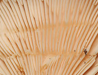 Moldy Lactarius sp.? I think the white stuff on the cap was mold. Latex was scant and clear-ish.<br />
<br />
Habitat: Mixed forest<br />
https://www.jungledragon.com/image/112862/moldy_lactarius_sp.html<br />
https://www.jungledragon.com/image/112863/moldy_lactarius_sp.html Geotagged,Summer,United States