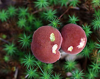 Two-colored Bolete - Baorangia bicolor Habitat: Shady, mossy area in a meadow<br />
https://www.jungledragon.com/image/112867/two-colored_bolete_-_baorangia_bicolor.html<br />
https://www.jungledragon.com/image/112866/two-colored_bolete_-_baorangia_bicolor.html Baorangia,Baorangia bicolor,Geotagged,Summer,Two-colored Bolete,United States,bolete,fungus,mushroom