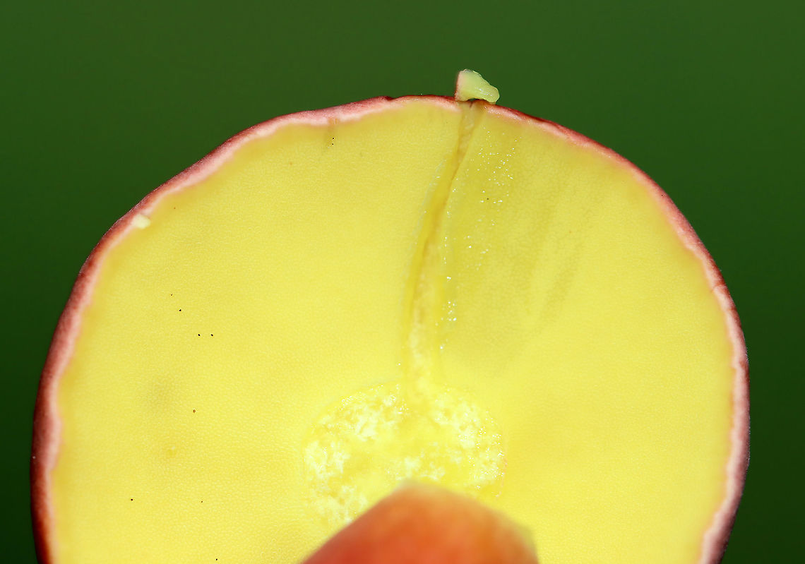 Two-colored Bolete - Baorangia bicolor Habitat: Shady, mossy area in a meadow<br />
<figure class="photo"><a href="https://www.jungledragon.com/image/112865/two-colored_bolete_-_baorangia_bicolor.html" title="Two-colored Bolete - Baorangia bicolor"><img src="https://s3.amazonaws.com/media.jungledragon.com/images/3232/112865_thumb.jpg?AWSAccessKeyId=05GMT0V3GWVNE7GGM1R2&Expires=1767225610&Signature=DGeuxWe4OezMyKsJ04PJM%2FiMCQE%3D" width="200" height="158" alt="Two-colored Bolete - Baorangia bicolor Habitat: Shady, mossy area in a meadow<br />
https://www.jungledragon.com/image/112867/two-colored_bolete_-_baorangia_bicolor.html<br />
https://www.jungledragon.com/image/112866/two-colored_bolete_-_baorangia_bicolor.html Baorangia,Baorangia bicolor,Geotagged,Summer,Two-colored Bolete,United States,bolete,fungus,mushroom" /></a></figure><br />
<figure class="photo"><a href="https://www.jungledragon.com/image/112867/two-colored_bolete_-_baorangia_bicolor.html" title="Two-colored Bolete - Baorangia bicolor"><img src="https://s3.amazonaws.com/media.jungledragon.com/images/3232/112867_thumb.jpg?AWSAccessKeyId=05GMT0V3GWVNE7GGM1R2&Expires=1767225610&Signature=AZdw%2BcbIUaU6YDVrqNwUD8d2b8k%3D" width="200" height="134" alt="Two-colored Bolete - Baorangia bicolor Habitat: Shady, mossy area in a meadow<br />
https://www.jungledragon.com/image/112865/two-colored_bolete_-_baorangia_bicolor.html<br />
https://www.jungledragon.com/image/112866/two-colored_bolete_-_baorangia_bicolor.html Baorangia bicolor,Geotagged,Summer,Two-colored Bolete,United States" /></a></figure> Baorangia bicolor,Geotagged,Summer,Two-colored Bolete,United States