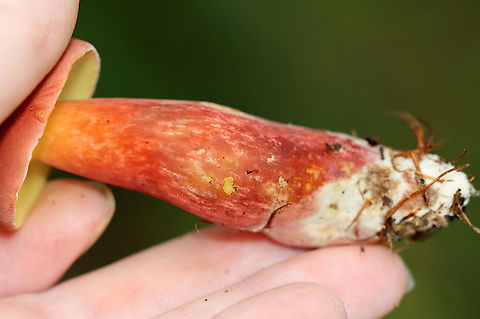Two-colored Bolete - Baorangia bicolor Habitat: Shady, mossy area in a meadow
https://www.jungledragon.com/image/112865/two-colored_bolete_-_baorangia_bicolor.html
https://www.jungledragon.com/image/112866/two-colored_bolete_-_baorangia_bicolor.html Baorangia bicolor,Geotagged,Summer,Two-colored Bolete,United States