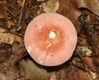 Mushroom - Russula sp. Habitat: Mixed forest<br />
https://www.jungledragon.com/image/112923/mushroom_-_russula_sp.html<br />
https://www.jungledragon.com/image/112922/mushroom_-_russula_sp.html Geotagged,Russula,Summer,United States,fungus,mushroom
