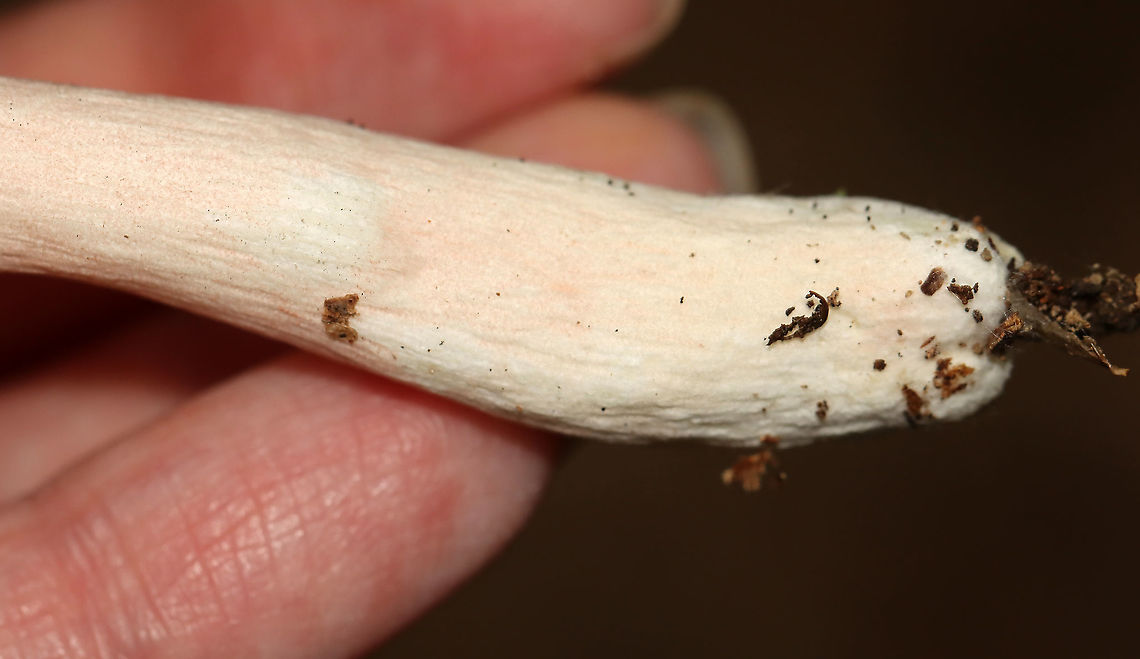 Mushroom - Russula sp. Habitat: Mixed forest<br />
<figure class="photo"><a href="https://www.jungledragon.com/image/112923/mushroom_-_russula_sp.html" title="Mushroom - Russula sp."><img src="https://s3.amazonaws.com/media.jungledragon.com/images/3232/112923_thumb.jpg?AWSAccessKeyId=05GMT0V3GWVNE7GGM1R2&Expires=1769040010&Signature=agQfwzqLtIqlz%2FxkwlWdA%2Br9X18%3D" width="200" height="184" alt="Mushroom - Russula sp. Habitat: Mixed forest<br />
https://www.jungledragon.com/image/112922/mushroom_-_russula_sp.html<br />
https://www.jungledragon.com/image/112921/mushroom_-_russula_sp.html Geotagged,Summer,United States" /></a></figure><br />
<figure class="photo"><a href="https://www.jungledragon.com/image/112921/mushroom_-_russula_sp.html" title="Mushroom - Russula sp."><img src="https://s3.amazonaws.com/media.jungledragon.com/images/3232/112921_thumb.jpg?AWSAccessKeyId=05GMT0V3GWVNE7GGM1R2&Expires=1769040010&Signature=9M46xVTwLY4J0zmoIYzaFtTUNn8%3D" width="200" height="164" alt="Mushroom - Russula sp. Habitat: Mixed forest<br />
https://www.jungledragon.com/image/112923/mushroom_-_russula_sp.html<br />
https://www.jungledragon.com/image/112922/mushroom_-_russula_sp.html Geotagged,Russula,Summer,United States,fungus,mushroom" /></a></figure> Geotagged,Summer,United States