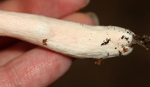 Mushroom - Russula sp. Habitat: Mixed forest
https://www.jungledragon.com/image/112923/mushroom_-_russula_sp.html
https://www.jungledragon.com/image/112921/mushroom_-_russula_sp.html Geotagged,Summer,United States