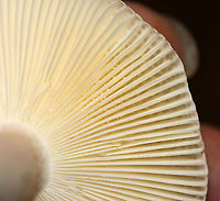 Mushroom - Russula sp. Habitat: Mixed forest<br />
https://www.jungledragon.com/image/112922/mushroom_-_russula_sp.html<br />
https://www.jungledragon.com/image/112921/mushroom_-_russula_sp.html Geotagged,Summer,United States