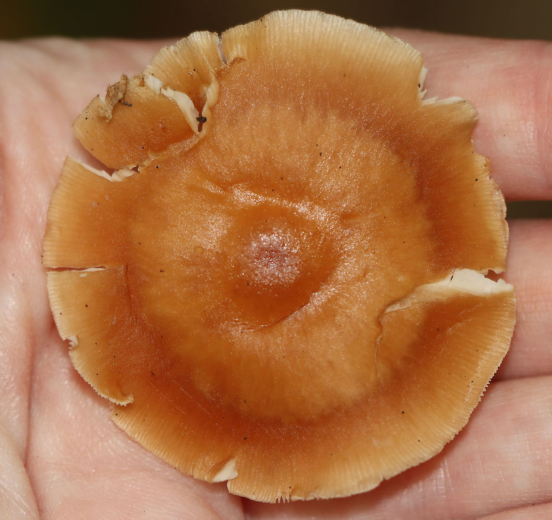 Mushroom - Agaricales Habitat: Mixed forest<br />
<figure class="photo"><a href="https://www.jungledragon.com/image/112926/mushroom_-_agaricales.html" title="Mushroom - Agaricales"><img src="https://s3.amazonaws.com/media.jungledragon.com/images/3232/112926_thumb.jpg?AWSAccessKeyId=05GMT0V3GWVNE7GGM1R2&Expires=1769040010&Signature=t9sVZvW6s7j8zdO4ROkTenFrEIY%3D" width="200" height="126" alt="Mushroom - Agaricales Habitat: Mixed forest<br />
https://www.jungledragon.com/image/112924/mushroom_-_agaricales.html<br />
https://www.jungledragon.com/image/112925/mushroom_-_agaricales.html Geotagged,Summer,United States" /></a></figure><br />
<figure class="photo"><a href="https://www.jungledragon.com/image/112925/mushroom_-_agaricales.html" title="Mushroom - Agaricales"><img src="https://s3.amazonaws.com/media.jungledragon.com/images/3232/112925_thumb.jpg?AWSAccessKeyId=05GMT0V3GWVNE7GGM1R2&Expires=1769040010&Signature=3H810jgeW2BaBkBK84ruh6cbL%2F8%3D" width="200" height="134" alt="Mushroom - Agaricales Habitat: Mixed forest<br />
https://www.jungledragon.com/image/112924/mushroom_-_agaricales.html<br />
https://www.jungledragon.com/image/112926/mushroom_-_agaricales.html Geotagged,Summer,United States" /></a></figure> Agaricales,Geotagged,Summer,United States,fungus,mushroom