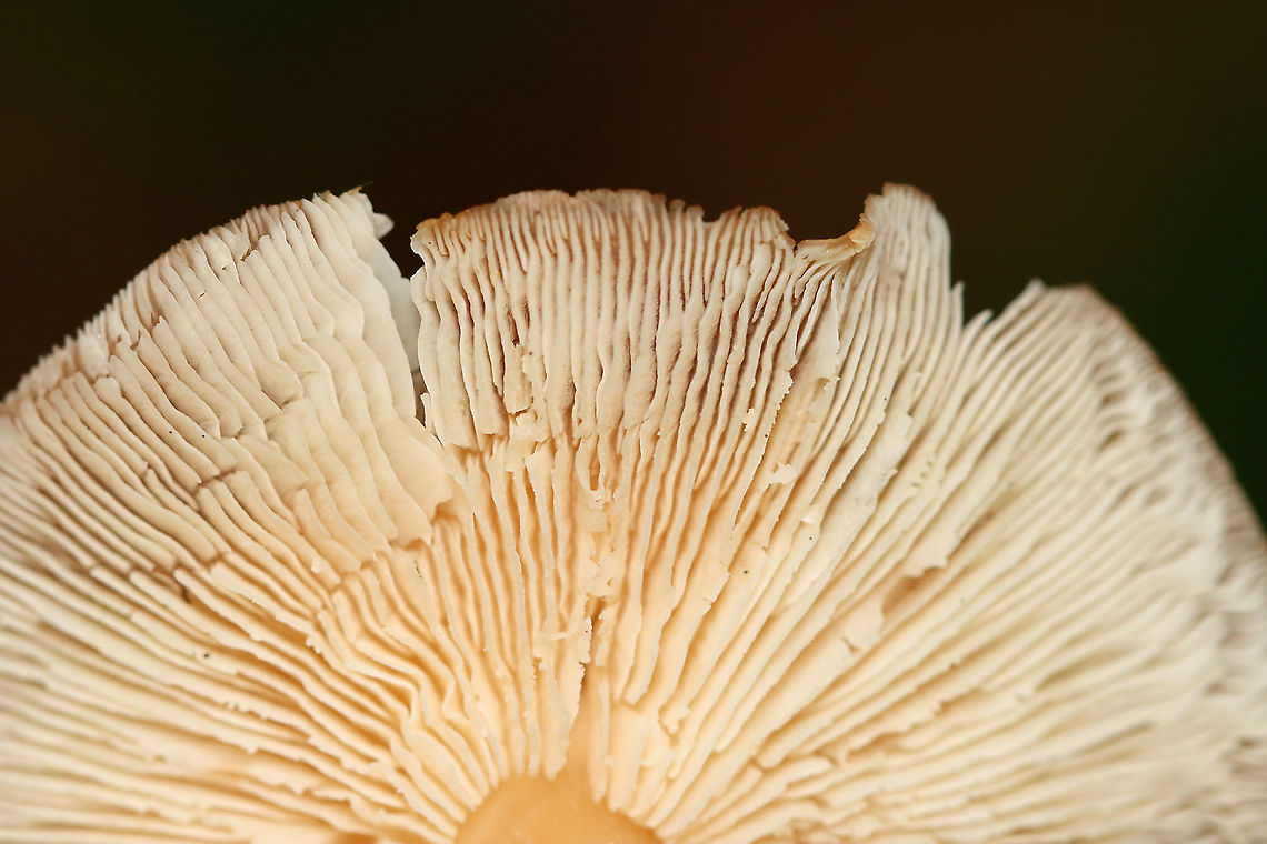 Mushroom - Agaricales Habitat: Mixed forest<br />
<figure class="photo"><a href="https://www.jungledragon.com/image/112924/mushroom_-_agaricales.html" title="Mushroom - Agaricales"><img src="https://s3.amazonaws.com/media.jungledragon.com/images/3232/112924_thumb.jpg?AWSAccessKeyId=05GMT0V3GWVNE7GGM1R2&Expires=1769040010&Signature=nMAjcquN71pvH06Yxj7Bn3Z8e38%3D" width="200" height="190" alt="Mushroom - Agaricales Habitat: Mixed forest<br />
https://www.jungledragon.com/image/112926/mushroom_-_agaricales.html<br />
https://www.jungledragon.com/image/112925/mushroom_-_agaricales.html Agaricales,Geotagged,Summer,United States,fungus,mushroom" /></a></figure><br />
<figure class="photo"><a href="https://www.jungledragon.com/image/112926/mushroom_-_agaricales.html" title="Mushroom - Agaricales"><img src="https://s3.amazonaws.com/media.jungledragon.com/images/3232/112926_thumb.jpg?AWSAccessKeyId=05GMT0V3GWVNE7GGM1R2&Expires=1769040010&Signature=t9sVZvW6s7j8zdO4ROkTenFrEIY%3D" width="200" height="126" alt="Mushroom - Agaricales Habitat: Mixed forest<br />
https://www.jungledragon.com/image/112924/mushroom_-_agaricales.html<br />
https://www.jungledragon.com/image/112925/mushroom_-_agaricales.html Geotagged,Summer,United States" /></a></figure> Geotagged,Summer,United States