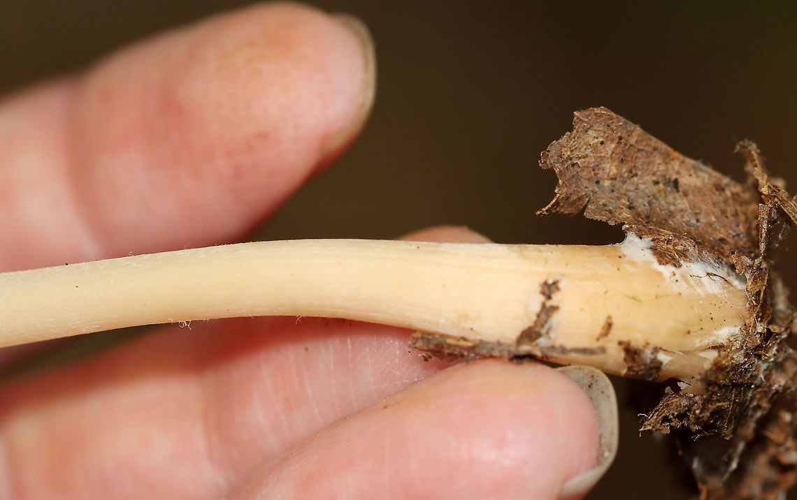 Mushroom - Agaricales Habitat: Mixed forest<br />
<figure class="photo"><a href="https://www.jungledragon.com/image/112924/mushroom_-_agaricales.html" title="Mushroom - Agaricales"><img src="https://s3.amazonaws.com/media.jungledragon.com/images/3232/112924_thumb.jpg?AWSAccessKeyId=05GMT0V3GWVNE7GGM1R2&Expires=1759968010&Signature=zBRmzHeUUP7fhLmPtuwyBdDVQDQ%3D" width="200" height="190" alt="Mushroom - Agaricales Habitat: Mixed forest<br />
https://www.jungledragon.com/image/112926/mushroom_-_agaricales.html<br />
https://www.jungledragon.com/image/112925/mushroom_-_agaricales.html Agaricales,Geotagged,Summer,United States,fungus,mushroom" /></a></figure><br />
<figure class="photo"><a href="https://www.jungledragon.com/image/112925/mushroom_-_agaricales.html" title="Mushroom - Agaricales"><img src="https://s3.amazonaws.com/media.jungledragon.com/images/3232/112925_thumb.jpg?AWSAccessKeyId=05GMT0V3GWVNE7GGM1R2&Expires=1759968010&Signature=cDxXqiajnIuxRGxn79KG6ntrJ%2BU%3D" width="200" height="134" alt="Mushroom - Agaricales Habitat: Mixed forest<br />
https://www.jungledragon.com/image/112924/mushroom_-_agaricales.html<br />
https://www.jungledragon.com/image/112926/mushroom_-_agaricales.html Geotagged,Summer,United States" /></a></figure> Geotagged,Summer,United States