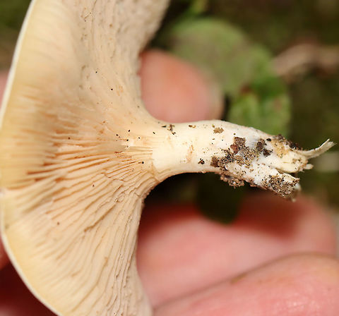 Mushroom - Agaricales Habitat: Mixed forest
https://www.jungledragon.com/image/112929/mushroom_-_agaricales.html
https://www.jungledragon.com/image/112928/mushroom_-_agaricales.html Geotagged,Summer,United States