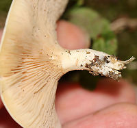Mushroom - Agaricales Habitat: Mixed forest<br />
https://www.jungledragon.com/image/112929/mushroom_-_agaricales.html<br />
https://www.jungledragon.com/image/112928/mushroom_-_agaricales.html Geotagged,Summer,United States