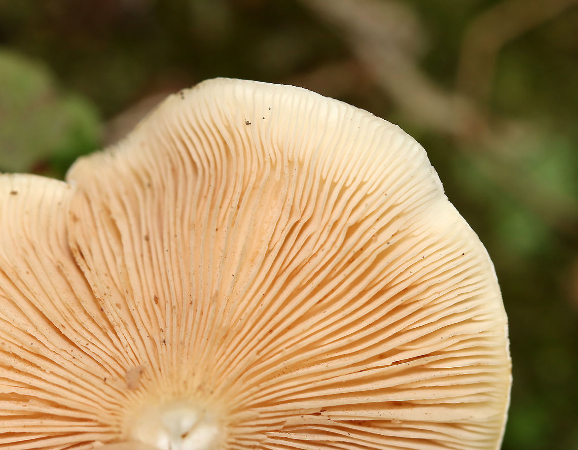 Mushroom - Agaricales Habitat: Mixed forest<br />
<figure class="photo"><a href="https://www.jungledragon.com/image/112927/mushroom_-_agaricales.html" title="Mushroom - Agaricales"><img src="https://s3.amazonaws.com/media.jungledragon.com/images/3232/112927_thumb.jpg?AWSAccessKeyId=05GMT0V3GWVNE7GGM1R2&Expires=1759968010&Signature=oIMrpMh%2FXNqD%2BNpM%2FwhdJC%2BLZWM%3D" width="200" height="188" alt="Mushroom - Agaricales Habitat: Mixed forest<br />
https://www.jungledragon.com/image/112929/mushroom_-_agaricales.html<br />
https://www.jungledragon.com/image/112928/mushroom_-_agaricales.html Geotagged,Summer,United States" /></a></figure><br />
<figure class="photo"><a href="https://www.jungledragon.com/image/112929/mushroom_-_agaricales.html" title="Mushroom - Agaricales"><img src="https://s3.amazonaws.com/media.jungledragon.com/images/3232/112929_thumb.jpg?AWSAccessKeyId=05GMT0V3GWVNE7GGM1R2&Expires=1759968010&Signature=mfdYTj1rGhBJZznsFzq27kyq%2B%2BQ%3D" width="200" height="156" alt="Mushroom - Agaricales Habitat: Mixed forest<br />
https://www.jungledragon.com/image/112927/mushroom_-_agaricales.html<br />
https://www.jungledragon.com/image/112928/mushroom_-_agaricales.html Agaricales,Geotagged,Summer,United States,fungus,mushroom" /></a></figure> Geotagged,Summer,United States