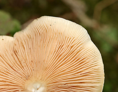 Mushroom - Agaricales Habitat: Mixed forest
https://www.jungledragon.com/image/112927/mushroom_-_agaricales.html
https://www.jungledragon.com/image/112929/mushroom_-_agaricales.html Geotagged,Summer,United States