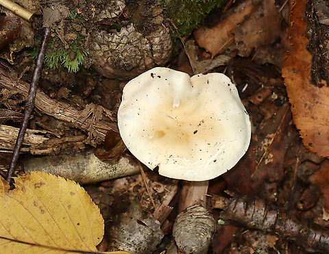 Mushroom - Agaricales Habitat: Mixed forest
https://www.jungledragon.com/image/112927/mushroom_-_agaricales.html
https://www.jungledragon.com/image/112928/mushroom_-_agaricales.html Agaricales,Geotagged,Summer,United States,fungus,mushroom