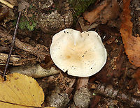 Mushroom - Agaricales Habitat: Mixed forest<br />
https://www.jungledragon.com/image/112927/mushroom_-_agaricales.html<br />
https://www.jungledragon.com/image/112928/mushroom_-_agaricales.html Agaricales,Geotagged,Summer,United States,fungus,mushroom