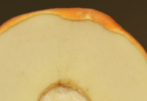 Leccinum Longicurvipes Orange-brown cap, tight cream-colored pores

Habitat: Mixed forest
https://www.jungledragon.com/image/112932/leccinum_longicurvipes.html
https://www.jungledragon.com/image/112931/leccinum_longicurvipes.html Geotagged,Leccinum Longicurvipes,Leccinum longicurvipes,Summer,United States