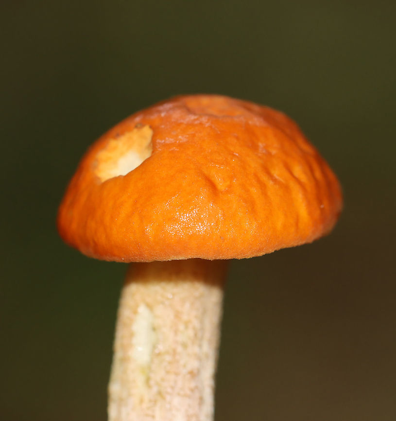 Leccinum Longicurvipes Orange-brown cap, tight cream-colored pores<br />
<br />
Habitat: Mixed forest<br />
<figure class="photo"><a href="https://www.jungledragon.com/image/112930/leccinum_longicurvipes.html" title="Leccinum Longicurvipes"><img src="https://s3.amazonaws.com/media.jungledragon.com/images/3232/112930_thumb.jpg?AWSAccessKeyId=05GMT0V3GWVNE7GGM1R2&Expires=1767225610&Signature=GpmBLYO7A9FCyYRvhLvAdRYwu3I%3D" width="200" height="138" alt="Leccinum Longicurvipes Orange-brown cap, tight cream-colored pores<br />
<br />
Habitat: Mixed forest<br />
https://www.jungledragon.com/image/112932/leccinum_longicurvipes.html<br />
https://www.jungledragon.com/image/112931/leccinum_longicurvipes.html Geotagged,Leccinum Longicurvipes,Leccinum longicurvipes,Summer,United States" /></a></figure><br />
<figure class="photo"><a href="https://www.jungledragon.com/image/112932/leccinum_longicurvipes.html" title="Leccinum Longicurvipes"><img src="https://s3.amazonaws.com/media.jungledragon.com/images/3232/112932_thumb.jpg?AWSAccessKeyId=05GMT0V3GWVNE7GGM1R2&Expires=1767225610&Signature=QAjb76Ulel%2FH1WfwmUHKMh6HBfE%3D" width="200" height="142" alt="Leccinum Longicurvipes Orange-brown cap, tight cream-colored pores<br />
<br />
Habitat: Mixed forest<br />
https://www.jungledragon.com/image/112930/leccinum_longicurvipes.html<br />
https://www.jungledragon.com/image/112931/leccinum_longicurvipes.html Geotagged,Leccinum Longicurvipes,Leccinum longicurvipes,Summer,United States" /></a></figure> Geotagged,Leccinum,Leccinum Longicurvipes,Leccinum longicurvipes,Summer,United States,fungus,mushroom