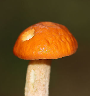 Leccinum Longicurvipes Orange-brown cap, tight cream-colored pores

Habitat: Mixed forest
https://www.jungledragon.com/image/112930/leccinum_longicurvipes.html
https://www.jungledragon.com/image/112932/leccinum_longicurvipes.html Geotagged,Leccinum,Leccinum Longicurvipes,Leccinum longicurvipes,Summer,United States,fungus,mushroom