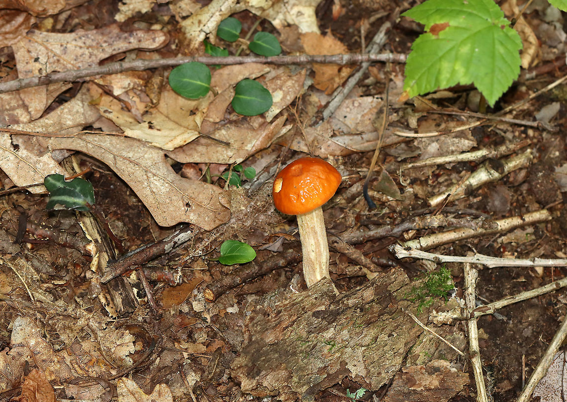 Leccinum Longicurvipes Orange-brown cap, tight cream-colored pores<br />
<br />
Habitat: Mixed forest<br />
<figure class="photo"><a href="https://www.jungledragon.com/image/112930/leccinum_longicurvipes.html" title="Leccinum Longicurvipes"><img src="https://s3.amazonaws.com/media.jungledragon.com/images/3232/112930_thumb.jpg?AWSAccessKeyId=05GMT0V3GWVNE7GGM1R2&Expires=1759968010&Signature=umCpP2wGg6JkOT%2Fdo0b5y2206Hs%3D" width="200" height="138" alt="Leccinum Longicurvipes Orange-brown cap, tight cream-colored pores<br />
<br />
Habitat: Mixed forest<br />
https://www.jungledragon.com/image/112932/leccinum_longicurvipes.html<br />
https://www.jungledragon.com/image/112931/leccinum_longicurvipes.html Geotagged,Leccinum Longicurvipes,Leccinum longicurvipes,Summer,United States" /></a></figure><br />
<figure class="photo"><a href="https://www.jungledragon.com/image/112931/leccinum_longicurvipes.html" title="Leccinum Longicurvipes"><img src="https://s3.amazonaws.com/media.jungledragon.com/images/3232/112931_thumb.jpg?AWSAccessKeyId=05GMT0V3GWVNE7GGM1R2&Expires=1759968010&Signature=fZE%2Fml7jsgsk0b6HpspdE34OEM0%3D" width="144" height="152" alt="Leccinum Longicurvipes Orange-brown cap, tight cream-colored pores<br />
<br />
Habitat: Mixed forest<br />
https://www.jungledragon.com/image/112930/leccinum_longicurvipes.html<br />
https://www.jungledragon.com/image/112932/leccinum_longicurvipes.html Geotagged,Leccinum,Leccinum Longicurvipes,Leccinum longicurvipes,Summer,United States,fungus,mushroom" /></a></figure> Geotagged,Leccinum Longicurvipes,Leccinum longicurvipes,Summer,United States