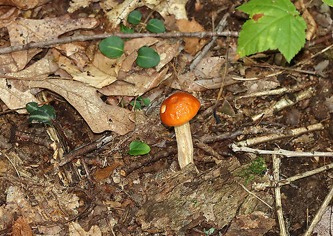 Leccinum Longicurvipes Orange-brown cap, tight cream-colored pores

Habitat: Mixed forest
https://www.jungledragon.com/image/112930/leccinum_longicurvipes.html
https://www.jungledragon.com/image/112931/leccinum_longicurvipes.html Geotagged,Leccinum Longicurvipes,Leccinum longicurvipes,Summer,United States