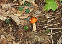 Leccinum Longicurvipes Orange-brown cap, tight cream-colored pores<br />
<br />
Habitat: Mixed forest<br />
https://www.jungledragon.com/image/112930/leccinum_longicurvipes.html<br />
https://www.jungledragon.com/image/112931/leccinum_longicurvipes.html Geotagged,Leccinum Longicurvipes,Leccinum longicurvipes,Summer,United States