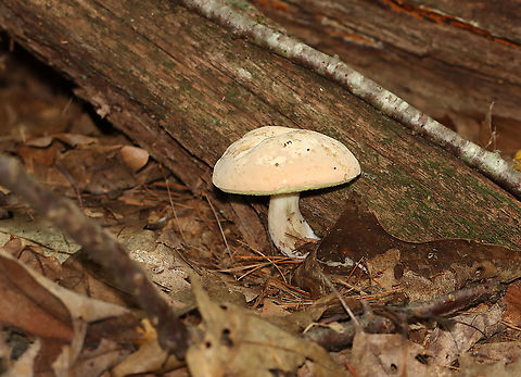 Pale Bolete - Imleria pallida Habitat: Rotting wood; mixed forest Geotagged,Imleria,Imleria pallida,Imleria pallidus,Summer,United States,bolete,fungus,mushroom