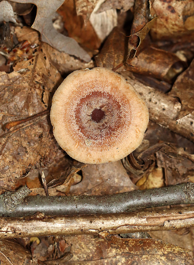 Lactarius quietus var. incanus Habitat: Mostly deciduous forest<br />
<br />
<figure class="photo"><a href="https://www.jungledragon.com/image/112934/lactarius_quietus_var._incanus.html" title="Lactarius quietus var. incanus"><img src="https://s3.amazonaws.com/media.jungledragon.com/images/3232/112934_thumb.jpg?AWSAccessKeyId=05GMT0V3GWVNE7GGM1R2&Expires=1769040010&Signature=HEBgH0xl6nubBpEiwCGFJQ2%2BxyU%3D" width="112" height="152" alt="Lactarius quietus var. incanus Habitat: Mostly deciduous forest<br />
<br />
https://www.jungledragon.com/image/112934/lactarius_quietus_var._incanus.html<br />
https://www.jungledragon.com/image/112937/lactarius_quietus_var._incanus.html<br />
https://www.jungledragon.com/image/112936/lactarius_quietus_var._incanus.html<br />
https://www.jungledragon.com/image/112935/lactarius_quietus_var._incanus.html<br />
https://www.jungledragon.com/image/112938/lactarius_quietus_var._incanus.html Geotagged,Lactarius,Lactarius quietus,Lactarius quietus var. incanus,Summer,United States,fungus,milkcap,mushroom" /></a></figure><br />
<figure class="photo"><a href="https://www.jungledragon.com/image/112937/lactarius_quietus_var._incanus.html" title="Lactarius quietus var. incanus"><img src="https://s3.amazonaws.com/media.jungledragon.com/images/3232/112937_thumb.jpg?AWSAccessKeyId=05GMT0V3GWVNE7GGM1R2&Expires=1769040010&Signature=3mftDcufsGblCL9H8jLR0k8WDaQ%3D" width="200" height="152" alt="Lactarius quietus var. incanus Habitat: Mostly deciduous forest<br />
<br />
https://www.jungledragon.com/image/112934/lactarius_quietus_var._incanus.html<br />
https://www.jungledragon.com/image/112937/lactarius_quietus_var._incanus.html<br />
https://www.jungledragon.com/image/112936/lactarius_quietus_var._incanus.html<br />
https://www.jungledragon.com/image/112935/lactarius_quietus_var._incanus.html<br />
https://www.jungledragon.com/image/112938/lactarius_quietus_var._incanus.html Geotagged,Lactarius quietus,Summer,United States" /></a></figure><br />
<figure class="photo"><a href="https://www.jungledragon.com/image/112936/lactarius_quietus_var._incanus.html" title="Lactarius quietus var. incanus"><img src="https://s3.amazonaws.com/media.jungledragon.com/images/3232/112936_thumb.jpg?AWSAccessKeyId=05GMT0V3GWVNE7GGM1R2&Expires=1769040010&Signature=YjEHONNgie7MK2JpJIIfCc3LL5E%3D" width="200" height="162" alt="Lactarius quietus var. incanus Habitat: Mostly deciduous forest<br />
<br />
https://www.jungledragon.com/image/112934/lactarius_quietus_var._incanus.html<br />
https://www.jungledragon.com/image/112937/lactarius_quietus_var._incanus.html<br />
https://www.jungledragon.com/image/112936/lactarius_quietus_var._incanus.html<br />
https://www.jungledragon.com/image/112935/lactarius_quietus_var._incanus.html<br />
https://www.jungledragon.com/image/112938/lactarius_quietus_var._incanus.html Geotagged,Lactarius quietus,Summer,United States" /></a></figure><br />
<figure class="photo"><a href="https://www.jungledragon.com/image/112935/lactarius_quietus_var._incanus.html" title="Lactarius quietus var. incanus"><img src="https://s3.amazonaws.com/media.jungledragon.com/images/3232/112935_thumb.jpg?AWSAccessKeyId=05GMT0V3GWVNE7GGM1R2&Expires=1769040010&Signature=LiJ5hSApBeSbKgmS1vLV0y7hPck%3D" width="200" height="152" alt="Lactarius quietus var. incanus Habitat: Mostly deciduous forest<br />
<br />
https://www.jungledragon.com/image/112934/lactarius_quietus_var._incanus.html<br />
https://www.jungledragon.com/image/112937/lactarius_quietus_var._incanus.html<br />
https://www.jungledragon.com/image/112936/lactarius_quietus_var._incanus.html<br />
https://www.jungledragon.com/image/112935/lactarius_quietus_var._incanus.html<br />
https://www.jungledragon.com/image/112938/lactarius_quietus_var._incanus.html Geotagged,Lactarius quietus,Summer,United States" /></a></figure><br />
<figure class="photo"><a href="https://www.jungledragon.com/image/112938/lactarius_quietus_var._incanus.html" title="Lactarius quietus var. incanus"><img src="https://s3.amazonaws.com/media.jungledragon.com/images/3232/112938_thumb.jpg?AWSAccessKeyId=05GMT0V3GWVNE7GGM1R2&Expires=1769040010&Signature=vR8z%2B%2FkyOcSGTLDkj6R2mHtGFDo%3D" width="200" height="132" alt="Lactarius quietus var. incanus Habitat: Mostly deciduous forest<br />
https://www.jungledragon.com/image/112934/lactarius_quietus_var._incanus.html<br />
https://www.jungledragon.com/image/112937/lactarius_quietus_var._incanus.html<br />
https://www.jungledragon.com/image/112936/lactarius_quietus_var._incanus.html<br />
https://www.jungledragon.com/image/112935/lactarius_quietus_var._incanus.html<br />
https://www.jungledragon.com/image/112938/lactarius_quietus_var._incanus.html Geotagged,Lactarius quietus,Summer,United States" /></a></figure> Geotagged,Lactarius,Lactarius quietus,Lactarius quietus var. incanus,Summer,United States,fungus,milkcap,mushroom