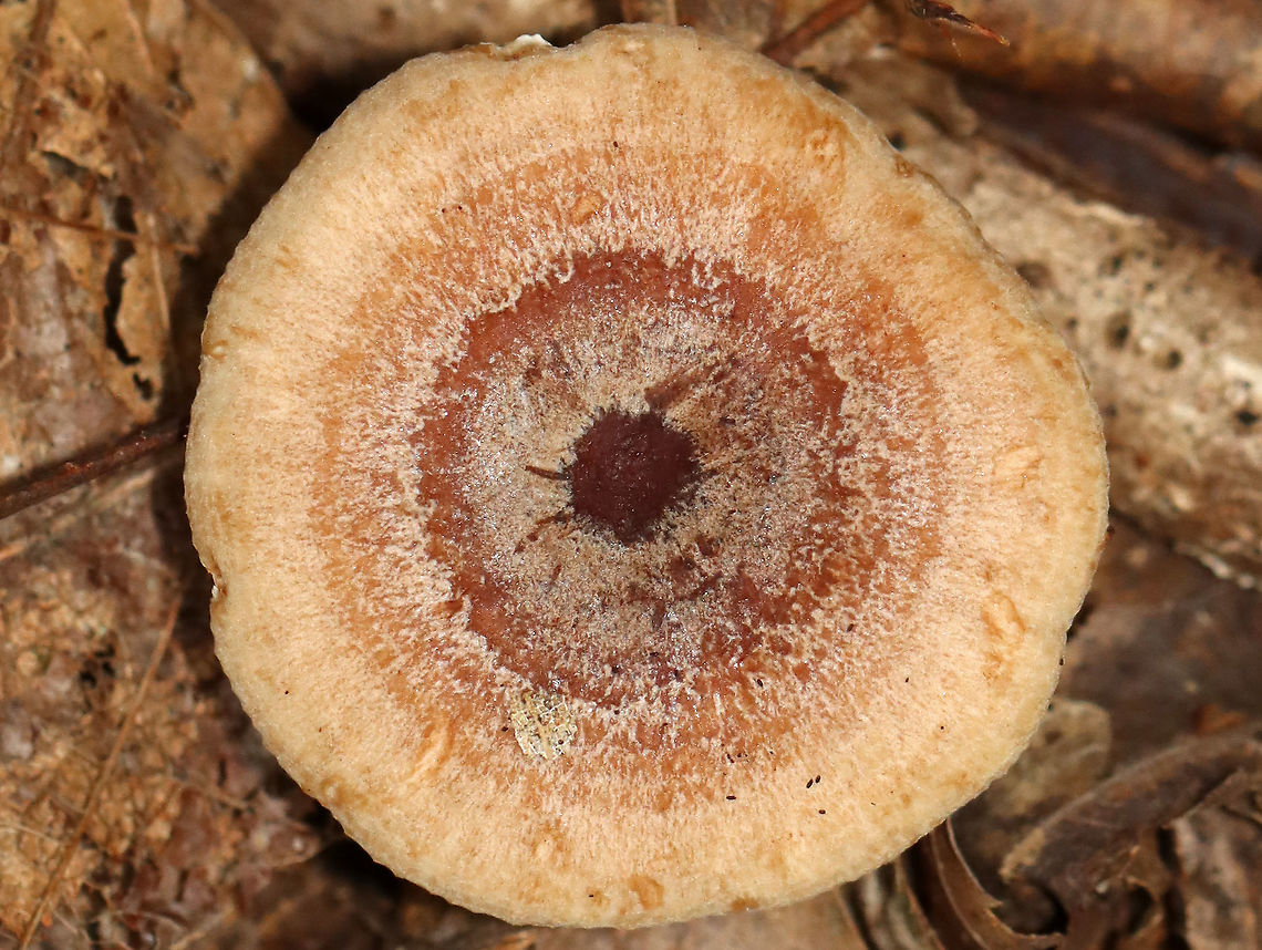 Lactarius quietus var. incanus Habitat: Mostly deciduous forest<br />
<br />
<figure class="photo"><a href="https://www.jungledragon.com/image/112934/lactarius_quietus_var._incanus.html" title="Lactarius quietus var. incanus"><img src="https://s3.amazonaws.com/media.jungledragon.com/images/3232/112934_thumb.jpg?AWSAccessKeyId=05GMT0V3GWVNE7GGM1R2&Expires=1769040010&Signature=HEBgH0xl6nubBpEiwCGFJQ2%2BxyU%3D" width="112" height="152" alt="Lactarius quietus var. incanus Habitat: Mostly deciduous forest<br />
<br />
https://www.jungledragon.com/image/112934/lactarius_quietus_var._incanus.html<br />
https://www.jungledragon.com/image/112937/lactarius_quietus_var._incanus.html<br />
https://www.jungledragon.com/image/112936/lactarius_quietus_var._incanus.html<br />
https://www.jungledragon.com/image/112935/lactarius_quietus_var._incanus.html<br />
https://www.jungledragon.com/image/112938/lactarius_quietus_var._incanus.html Geotagged,Lactarius,Lactarius quietus,Lactarius quietus var. incanus,Summer,United States,fungus,milkcap,mushroom" /></a></figure><br />
<figure class="photo"><a href="https://www.jungledragon.com/image/112937/lactarius_quietus_var._incanus.html" title="Lactarius quietus var. incanus"><img src="https://s3.amazonaws.com/media.jungledragon.com/images/3232/112937_thumb.jpg?AWSAccessKeyId=05GMT0V3GWVNE7GGM1R2&Expires=1769040010&Signature=3mftDcufsGblCL9H8jLR0k8WDaQ%3D" width="200" height="152" alt="Lactarius quietus var. incanus Habitat: Mostly deciduous forest<br />
<br />
https://www.jungledragon.com/image/112934/lactarius_quietus_var._incanus.html<br />
https://www.jungledragon.com/image/112937/lactarius_quietus_var._incanus.html<br />
https://www.jungledragon.com/image/112936/lactarius_quietus_var._incanus.html<br />
https://www.jungledragon.com/image/112935/lactarius_quietus_var._incanus.html<br />
https://www.jungledragon.com/image/112938/lactarius_quietus_var._incanus.html Geotagged,Lactarius quietus,Summer,United States" /></a></figure><br />
<figure class="photo"><a href="https://www.jungledragon.com/image/112936/lactarius_quietus_var._incanus.html" title="Lactarius quietus var. incanus"><img src="https://s3.amazonaws.com/media.jungledragon.com/images/3232/112936_thumb.jpg?AWSAccessKeyId=05GMT0V3GWVNE7GGM1R2&Expires=1769040010&Signature=YjEHONNgie7MK2JpJIIfCc3LL5E%3D" width="200" height="162" alt="Lactarius quietus var. incanus Habitat: Mostly deciduous forest<br />
<br />
https://www.jungledragon.com/image/112934/lactarius_quietus_var._incanus.html<br />
https://www.jungledragon.com/image/112937/lactarius_quietus_var._incanus.html<br />
https://www.jungledragon.com/image/112936/lactarius_quietus_var._incanus.html<br />
https://www.jungledragon.com/image/112935/lactarius_quietus_var._incanus.html<br />
https://www.jungledragon.com/image/112938/lactarius_quietus_var._incanus.html Geotagged,Lactarius quietus,Summer,United States" /></a></figure><br />
<figure class="photo"><a href="https://www.jungledragon.com/image/112935/lactarius_quietus_var._incanus.html" title="Lactarius quietus var. incanus"><img src="https://s3.amazonaws.com/media.jungledragon.com/images/3232/112935_thumb.jpg?AWSAccessKeyId=05GMT0V3GWVNE7GGM1R2&Expires=1769040010&Signature=LiJ5hSApBeSbKgmS1vLV0y7hPck%3D" width="200" height="152" alt="Lactarius quietus var. incanus Habitat: Mostly deciduous forest<br />
<br />
https://www.jungledragon.com/image/112934/lactarius_quietus_var._incanus.html<br />
https://www.jungledragon.com/image/112937/lactarius_quietus_var._incanus.html<br />
https://www.jungledragon.com/image/112936/lactarius_quietus_var._incanus.html<br />
https://www.jungledragon.com/image/112935/lactarius_quietus_var._incanus.html<br />
https://www.jungledragon.com/image/112938/lactarius_quietus_var._incanus.html Geotagged,Lactarius quietus,Summer,United States" /></a></figure><br />
<figure class="photo"><a href="https://www.jungledragon.com/image/112938/lactarius_quietus_var._incanus.html" title="Lactarius quietus var. incanus"><img src="https://s3.amazonaws.com/media.jungledragon.com/images/3232/112938_thumb.jpg?AWSAccessKeyId=05GMT0V3GWVNE7GGM1R2&Expires=1769040010&Signature=vR8z%2B%2FkyOcSGTLDkj6R2mHtGFDo%3D" width="200" height="132" alt="Lactarius quietus var. incanus Habitat: Mostly deciduous forest<br />
https://www.jungledragon.com/image/112934/lactarius_quietus_var._incanus.html<br />
https://www.jungledragon.com/image/112937/lactarius_quietus_var._incanus.html<br />
https://www.jungledragon.com/image/112936/lactarius_quietus_var._incanus.html<br />
https://www.jungledragon.com/image/112935/lactarius_quietus_var._incanus.html<br />
https://www.jungledragon.com/image/112938/lactarius_quietus_var._incanus.html Geotagged,Lactarius quietus,Summer,United States" /></a></figure> Geotagged,Lactarius quietus,Summer,United States