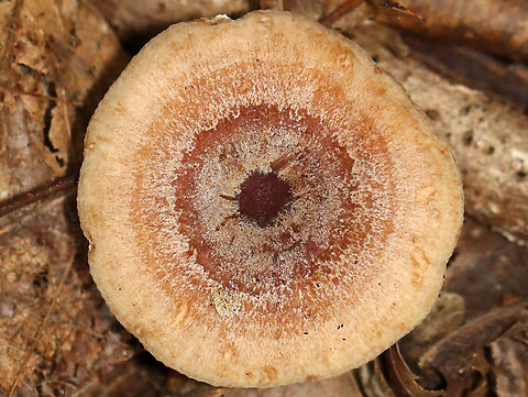 Lactarius quietus var. incanus Habitat: Mostly deciduous forest

https://www.jungledragon.com/image/112934/lactarius_quietus_var._incanus.html
https://www.jungledragon.com/image/112937/lactarius_quietus_var._incanus.html
https://www.jungledragon.com/image/112936/lactarius_quietus_var._incanus.html
https://www.jungledragon.com/image/112935/lactarius_quietus_var._incanus.html
https://www.jungledragon.com/image/112938/lactarius_quietus_var._incanus.html Geotagged,Lactarius quietus,Summer,United States