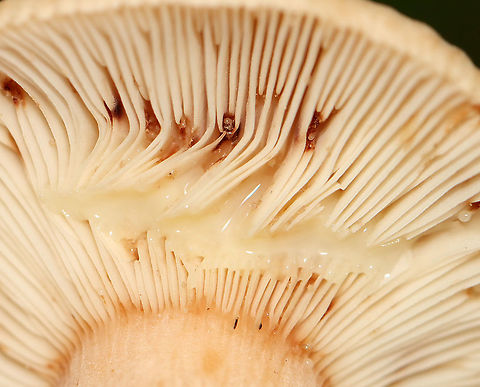Lactarius quietus var. incanus Habitat: Mostly deciduous forest

https://www.jungledragon.com/image/112934/lactarius_quietus_var._incanus.html
https://www.jungledragon.com/image/112937/lactarius_quietus_var._incanus.html
https://www.jungledragon.com/image/112936/lactarius_quietus_var._incanus.html
https://www.jungledragon.com/image/112935/lactarius_quietus_var._incanus.html
https://www.jungledragon.com/image/112938/lactarius_quietus_var._incanus.html Geotagged,Lactarius quietus,Summer,United States