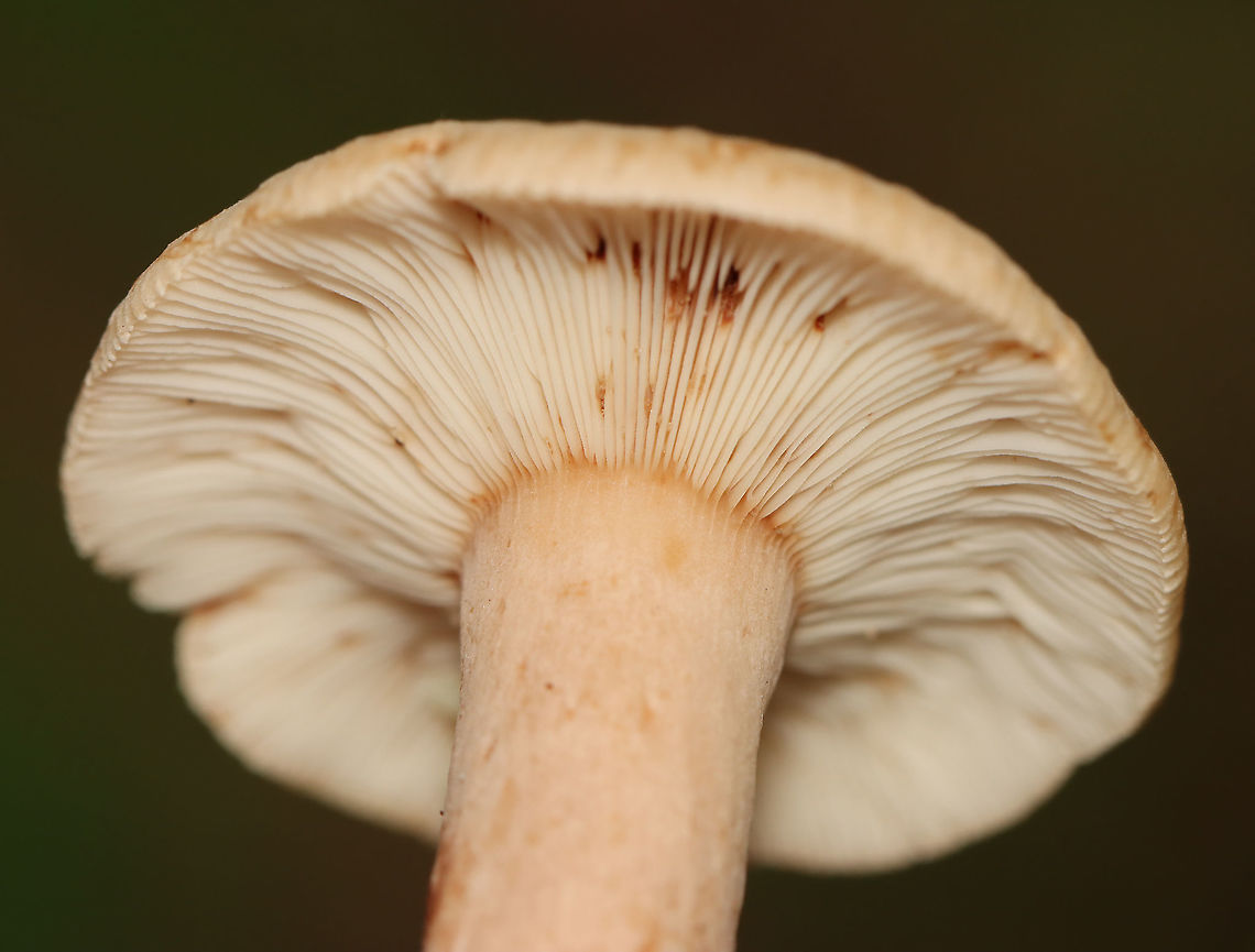 Lactarius quietus var. incanus Habitat: Mostly deciduous forest<br />
<br />
<figure class="photo"><a href="https://www.jungledragon.com/image/112934/lactarius_quietus_var._incanus.html" title="Lactarius quietus var. incanus"><img src="https://s3.amazonaws.com/media.jungledragon.com/images/3232/112934_thumb.jpg?AWSAccessKeyId=05GMT0V3GWVNE7GGM1R2&Expires=1769040010&Signature=HEBgH0xl6nubBpEiwCGFJQ2%2BxyU%3D" width="112" height="152" alt="Lactarius quietus var. incanus Habitat: Mostly deciduous forest<br />
<br />
https://www.jungledragon.com/image/112934/lactarius_quietus_var._incanus.html<br />
https://www.jungledragon.com/image/112937/lactarius_quietus_var._incanus.html<br />
https://www.jungledragon.com/image/112936/lactarius_quietus_var._incanus.html<br />
https://www.jungledragon.com/image/112935/lactarius_quietus_var._incanus.html<br />
https://www.jungledragon.com/image/112938/lactarius_quietus_var._incanus.html Geotagged,Lactarius,Lactarius quietus,Lactarius quietus var. incanus,Summer,United States,fungus,milkcap,mushroom" /></a></figure><br />
<figure class="photo"><a href="https://www.jungledragon.com/image/112937/lactarius_quietus_var._incanus.html" title="Lactarius quietus var. incanus"><img src="https://s3.amazonaws.com/media.jungledragon.com/images/3232/112937_thumb.jpg?AWSAccessKeyId=05GMT0V3GWVNE7GGM1R2&Expires=1769040010&Signature=3mftDcufsGblCL9H8jLR0k8WDaQ%3D" width="200" height="152" alt="Lactarius quietus var. incanus Habitat: Mostly deciduous forest<br />
<br />
https://www.jungledragon.com/image/112934/lactarius_quietus_var._incanus.html<br />
https://www.jungledragon.com/image/112937/lactarius_quietus_var._incanus.html<br />
https://www.jungledragon.com/image/112936/lactarius_quietus_var._incanus.html<br />
https://www.jungledragon.com/image/112935/lactarius_quietus_var._incanus.html<br />
https://www.jungledragon.com/image/112938/lactarius_quietus_var._incanus.html Geotagged,Lactarius quietus,Summer,United States" /></a></figure><br />
<figure class="photo"><a href="https://www.jungledragon.com/image/112936/lactarius_quietus_var._incanus.html" title="Lactarius quietus var. incanus"><img src="https://s3.amazonaws.com/media.jungledragon.com/images/3232/112936_thumb.jpg?AWSAccessKeyId=05GMT0V3GWVNE7GGM1R2&Expires=1769040010&Signature=YjEHONNgie7MK2JpJIIfCc3LL5E%3D" width="200" height="162" alt="Lactarius quietus var. incanus Habitat: Mostly deciduous forest<br />
<br />
https://www.jungledragon.com/image/112934/lactarius_quietus_var._incanus.html<br />
https://www.jungledragon.com/image/112937/lactarius_quietus_var._incanus.html<br />
https://www.jungledragon.com/image/112936/lactarius_quietus_var._incanus.html<br />
https://www.jungledragon.com/image/112935/lactarius_quietus_var._incanus.html<br />
https://www.jungledragon.com/image/112938/lactarius_quietus_var._incanus.html Geotagged,Lactarius quietus,Summer,United States" /></a></figure><br />
<figure class="photo"><a href="https://www.jungledragon.com/image/112935/lactarius_quietus_var._incanus.html" title="Lactarius quietus var. incanus"><img src="https://s3.amazonaws.com/media.jungledragon.com/images/3232/112935_thumb.jpg?AWSAccessKeyId=05GMT0V3GWVNE7GGM1R2&Expires=1769040010&Signature=LiJ5hSApBeSbKgmS1vLV0y7hPck%3D" width="200" height="152" alt="Lactarius quietus var. incanus Habitat: Mostly deciduous forest<br />
<br />
https://www.jungledragon.com/image/112934/lactarius_quietus_var._incanus.html<br />
https://www.jungledragon.com/image/112937/lactarius_quietus_var._incanus.html<br />
https://www.jungledragon.com/image/112936/lactarius_quietus_var._incanus.html<br />
https://www.jungledragon.com/image/112935/lactarius_quietus_var._incanus.html<br />
https://www.jungledragon.com/image/112938/lactarius_quietus_var._incanus.html Geotagged,Lactarius quietus,Summer,United States" /></a></figure><br />
<figure class="photo"><a href="https://www.jungledragon.com/image/112938/lactarius_quietus_var._incanus.html" title="Lactarius quietus var. incanus"><img src="https://s3.amazonaws.com/media.jungledragon.com/images/3232/112938_thumb.jpg?AWSAccessKeyId=05GMT0V3GWVNE7GGM1R2&Expires=1769040010&Signature=vR8z%2B%2FkyOcSGTLDkj6R2mHtGFDo%3D" width="200" height="132" alt="Lactarius quietus var. incanus Habitat: Mostly deciduous forest<br />
https://www.jungledragon.com/image/112934/lactarius_quietus_var._incanus.html<br />
https://www.jungledragon.com/image/112937/lactarius_quietus_var._incanus.html<br />
https://www.jungledragon.com/image/112936/lactarius_quietus_var._incanus.html<br />
https://www.jungledragon.com/image/112935/lactarius_quietus_var._incanus.html<br />
https://www.jungledragon.com/image/112938/lactarius_quietus_var._incanus.html Geotagged,Lactarius quietus,Summer,United States" /></a></figure> Geotagged,Lactarius quietus,Summer,United States