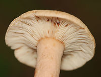 Lactarius quietus var. incanus Habitat: Mostly deciduous forest<br />
<br />
https://www.jungledragon.com/image/112934/lactarius_quietus_var._incanus.html<br />
https://www.jungledragon.com/image/112937/lactarius_quietus_var._incanus.html<br />
https://www.jungledragon.com/image/112936/lactarius_quietus_var._incanus.html<br />
https://www.jungledragon.com/image/112935/lactarius_quietus_var._incanus.html<br />
https://www.jungledragon.com/image/112938/lactarius_quietus_var._incanus.html Geotagged,Lactarius quietus,Summer,United States