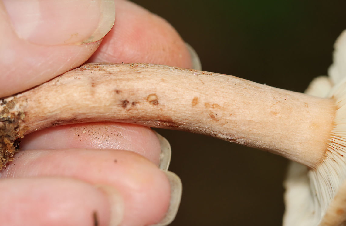 Lactarius quietus var. incanus Habitat: Mostly deciduous forest<br />
<figure class="photo"><a href="https://www.jungledragon.com/image/112934/lactarius_quietus_var._incanus.html" title="Lactarius quietus var. incanus"><img src="https://s3.amazonaws.com/media.jungledragon.com/images/3232/112934_thumb.jpg?AWSAccessKeyId=05GMT0V3GWVNE7GGM1R2&Expires=1769040010&Signature=HEBgH0xl6nubBpEiwCGFJQ2%2BxyU%3D" width="112" height="152" alt="Lactarius quietus var. incanus Habitat: Mostly deciduous forest<br />
<br />
https://www.jungledragon.com/image/112934/lactarius_quietus_var._incanus.html<br />
https://www.jungledragon.com/image/112937/lactarius_quietus_var._incanus.html<br />
https://www.jungledragon.com/image/112936/lactarius_quietus_var._incanus.html<br />
https://www.jungledragon.com/image/112935/lactarius_quietus_var._incanus.html<br />
https://www.jungledragon.com/image/112938/lactarius_quietus_var._incanus.html Geotagged,Lactarius,Lactarius quietus,Lactarius quietus var. incanus,Summer,United States,fungus,milkcap,mushroom" /></a></figure><br />
<figure class="photo"><a href="https://www.jungledragon.com/image/112937/lactarius_quietus_var._incanus.html" title="Lactarius quietus var. incanus"><img src="https://s3.amazonaws.com/media.jungledragon.com/images/3232/112937_thumb.jpg?AWSAccessKeyId=05GMT0V3GWVNE7GGM1R2&Expires=1769040010&Signature=3mftDcufsGblCL9H8jLR0k8WDaQ%3D" width="200" height="152" alt="Lactarius quietus var. incanus Habitat: Mostly deciduous forest<br />
<br />
https://www.jungledragon.com/image/112934/lactarius_quietus_var._incanus.html<br />
https://www.jungledragon.com/image/112937/lactarius_quietus_var._incanus.html<br />
https://www.jungledragon.com/image/112936/lactarius_quietus_var._incanus.html<br />
https://www.jungledragon.com/image/112935/lactarius_quietus_var._incanus.html<br />
https://www.jungledragon.com/image/112938/lactarius_quietus_var._incanus.html Geotagged,Lactarius quietus,Summer,United States" /></a></figure><br />
<figure class="photo"><a href="https://www.jungledragon.com/image/112936/lactarius_quietus_var._incanus.html" title="Lactarius quietus var. incanus"><img src="https://s3.amazonaws.com/media.jungledragon.com/images/3232/112936_thumb.jpg?AWSAccessKeyId=05GMT0V3GWVNE7GGM1R2&Expires=1769040010&Signature=YjEHONNgie7MK2JpJIIfCc3LL5E%3D" width="200" height="162" alt="Lactarius quietus var. incanus Habitat: Mostly deciduous forest<br />
<br />
https://www.jungledragon.com/image/112934/lactarius_quietus_var._incanus.html<br />
https://www.jungledragon.com/image/112937/lactarius_quietus_var._incanus.html<br />
https://www.jungledragon.com/image/112936/lactarius_quietus_var._incanus.html<br />
https://www.jungledragon.com/image/112935/lactarius_quietus_var._incanus.html<br />
https://www.jungledragon.com/image/112938/lactarius_quietus_var._incanus.html Geotagged,Lactarius quietus,Summer,United States" /></a></figure><br />
<figure class="photo"><a href="https://www.jungledragon.com/image/112935/lactarius_quietus_var._incanus.html" title="Lactarius quietus var. incanus"><img src="https://s3.amazonaws.com/media.jungledragon.com/images/3232/112935_thumb.jpg?AWSAccessKeyId=05GMT0V3GWVNE7GGM1R2&Expires=1769040010&Signature=LiJ5hSApBeSbKgmS1vLV0y7hPck%3D" width="200" height="152" alt="Lactarius quietus var. incanus Habitat: Mostly deciduous forest<br />
<br />
https://www.jungledragon.com/image/112934/lactarius_quietus_var._incanus.html<br />
https://www.jungledragon.com/image/112937/lactarius_quietus_var._incanus.html<br />
https://www.jungledragon.com/image/112936/lactarius_quietus_var._incanus.html<br />
https://www.jungledragon.com/image/112935/lactarius_quietus_var._incanus.html<br />
https://www.jungledragon.com/image/112938/lactarius_quietus_var._incanus.html Geotagged,Lactarius quietus,Summer,United States" /></a></figure><br />
<figure class="photo"><a href="https://www.jungledragon.com/image/112938/lactarius_quietus_var._incanus.html" title="Lactarius quietus var. incanus"><img src="https://s3.amazonaws.com/media.jungledragon.com/images/3232/112938_thumb.jpg?AWSAccessKeyId=05GMT0V3GWVNE7GGM1R2&Expires=1769040010&Signature=vR8z%2B%2FkyOcSGTLDkj6R2mHtGFDo%3D" width="200" height="132" alt="Lactarius quietus var. incanus Habitat: Mostly deciduous forest<br />
https://www.jungledragon.com/image/112934/lactarius_quietus_var._incanus.html<br />
https://www.jungledragon.com/image/112937/lactarius_quietus_var._incanus.html<br />
https://www.jungledragon.com/image/112936/lactarius_quietus_var._incanus.html<br />
https://www.jungledragon.com/image/112935/lactarius_quietus_var._incanus.html<br />
https://www.jungledragon.com/image/112938/lactarius_quietus_var._incanus.html Geotagged,Lactarius quietus,Summer,United States" /></a></figure> Geotagged,Lactarius quietus,Summer,United States