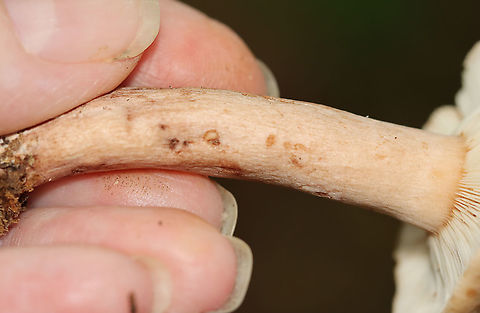 Lactarius quietus var. incanus Habitat: Mostly deciduous forest
https://www.jungledragon.com/image/112934/lactarius_quietus_var._incanus.html
https://www.jungledragon.com/image/112937/lactarius_quietus_var._incanus.html
https://www.jungledragon.com/image/112936/lactarius_quietus_var._incanus.html
https://www.jungledragon.com/image/112935/lactarius_quietus_var._incanus.html
https://www.jungledragon.com/image/112938/lactarius_quietus_var._incanus.html Geotagged,Lactarius quietus,Summer,United States