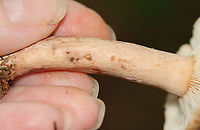 Lactarius quietus var. incanus Habitat: Mostly deciduous forest<br />
https://www.jungledragon.com/image/112934/lactarius_quietus_var._incanus.html<br />
https://www.jungledragon.com/image/112937/lactarius_quietus_var._incanus.html<br />
https://www.jungledragon.com/image/112936/lactarius_quietus_var._incanus.html<br />
https://www.jungledragon.com/image/112935/lactarius_quietus_var._incanus.html<br />
https://www.jungledragon.com/image/112938/lactarius_quietus_var._incanus.html Geotagged,Lactarius quietus,Summer,United States