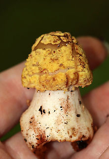 Yellow American Blusher (Amanita flavorubens) Tan cap with remnants of volva present as yellow warts. White stem with some reddish blushing; white gills. 

Habitat: Deciduous forest A. flavorubens,Amanita,Geotagged,Summer,United States,Yellow American Blusher,blusher,fungus,mushroom
