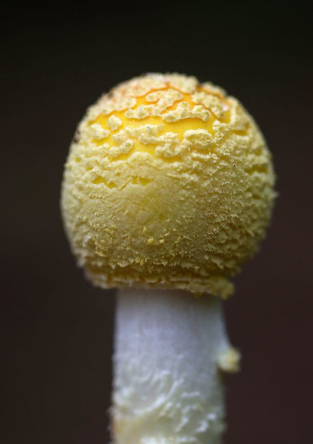 American Yellow Fly Agaric - Amanita muscaria var. guessowii Habitat: Mixed forest Amanita Muscaria,Amanita muscaria var. guessowii,American Eastern Yellow Fly Agaric,Geotagged,Summer,United States,amanita,fungus,mushroom,yellow fly agaric