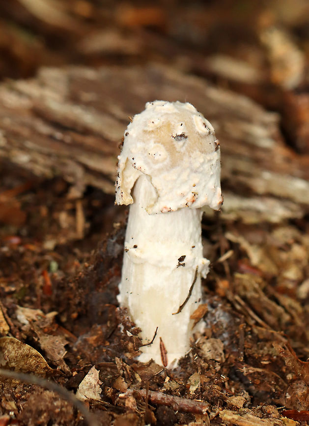 Hypomyces hyalinus This Amanita mushroom was being attacked by a parasitic fungus, Hypomyces hyalinus. This fungus completely disfigures its host. The infection prevents the expansion of the cap, and causes the cap to fuse to the stem. As a result, the gills are also destroyed and the fruiting body dies without dispersing any spores.<br />
<br />
Habitat: Mixed forest Amanita,Geotagged,Hypomyces,Hypomyces hyalinus,Summer,United States,fungus,mushroom,parasitic fungus