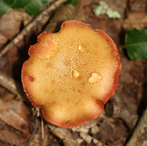 Peppery Bolete - Chalciporus piperatus Habitat: Mixed forest
https://www.jungledragon.com/image/113040/peppery_bolete_-_chalciporus_piperatus.html
https://www.jungledragon.com/image/113039/peppery_bolete_-_chalciporus_piperatus.html Chalciporus,Chalciporus piperatus,Geotagged,Peppery Bolete,Summer,United States,bolete,fungus,mushroom